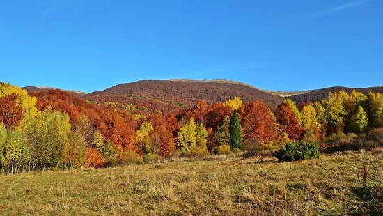 Od czego zależą kolory jesiennych liści? Decyduje o tym pogoda