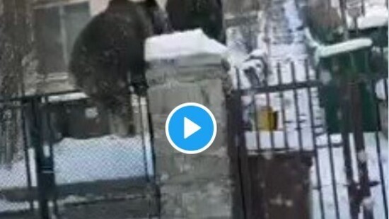 Niedźwiedzie w Rumunii przerywają sen zimowy przez człowieka. W biały dzień wchodzą na posesje w Busteni