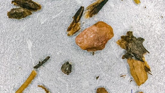 Naukowcy w szoku po odkryciu roślin pod lodem Grenlandii. Pokrywy lodowej nie było w czasie mniejszego stężenia CO2