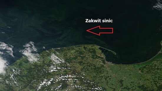 Satelita ujawnił zakwit sinic w Bałtyku. Temperatura wody miejscami przekracza 20 stopni