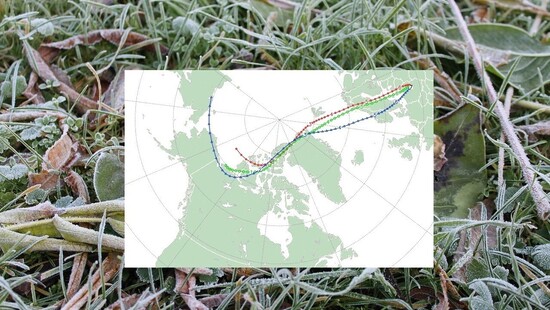 W nocy wystąpią przymrozki w Polsce. Wiemy, gdzie będzie najzimniej