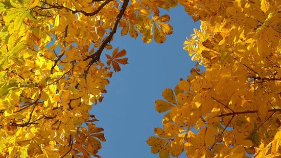 Pogoda na 9 października 2021. Poranek z przymrozkami. Nadal wyż w Polsce zapewni dużo słońca