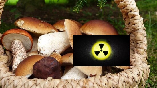 Wykryto radioaktywne skażenie w grzybach. Pochodzi z wybuchu elektrowni w Czarnobylu
