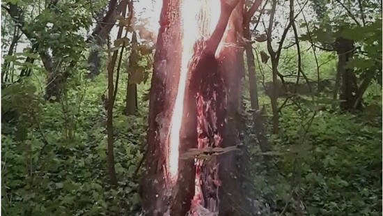 Drzewo stanęło w płomieniach po uderzeniu pioruna